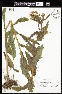 Erechtites hieraciifolius image