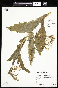 Erechtites hieraciifolius image