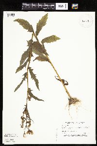 Image of Erechtites hieraciifolius