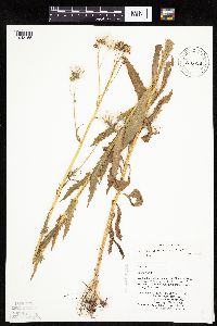 Erechtites hieraciifolius image