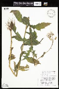 Erechtites hieraciifolius image