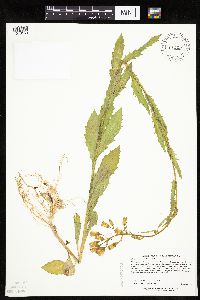 Erechtites hieraciifolius image