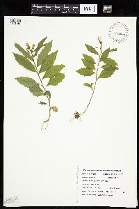 Erechtites hieraciifolius image