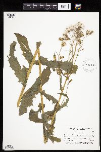 Erechtites hieraciifolius image