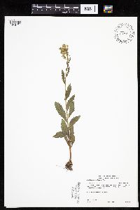 Erechtites hieraciifolius image