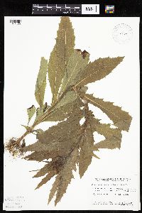 Erechtites hieraciifolius image