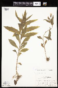 Erechtites hieraciifolius image