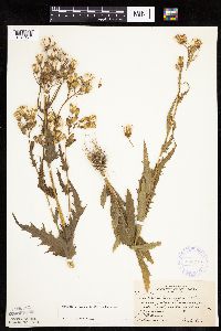 Erechtites hieraciifolius image