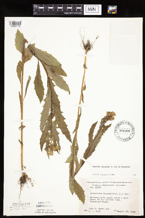 Erechtites hieraciifolius image