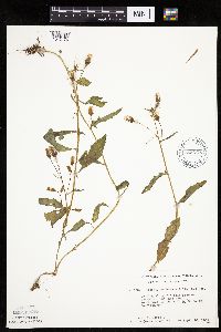 Erechtites hieraciifolius image