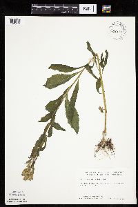Erechtites hieraciifolius image