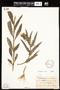 Erechtites hieraciifolius image