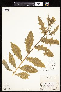 Erechtites hieraciifolius image