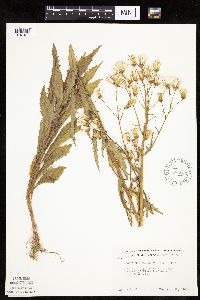 Erechtites hieraciifolius image