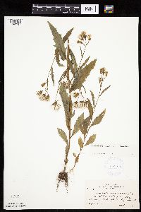 Erechtites hieraciifolius image