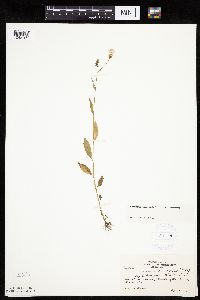Erechtites hieraciifolius image