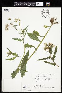 Erechtites hieraciifolius image