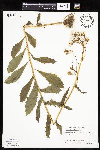 Erechtites hieraciifolius image