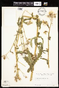 Erechtites hieraciifolius image