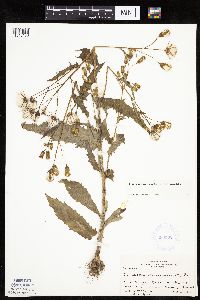 Erechtites hieraciifolius image