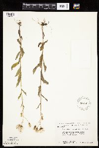 Erechtites hieraciifolius image
