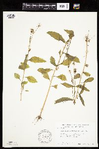 Erechtites hieraciifolius image