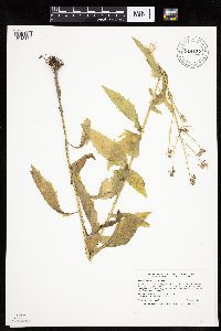 Erechtites hieraciifolius image