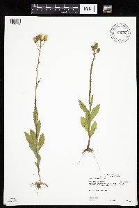 Erechtites hieraciifolius image