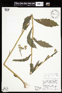Erechtites hieraciifolius image