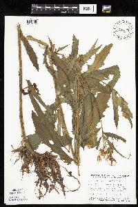 Erechtites hieraciifolius image