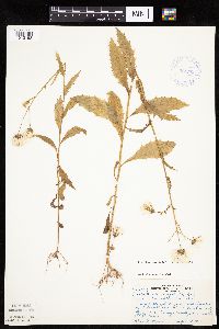Erechtites hieraciifolius image