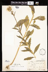 Erechtites hieraciifolius image