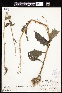 Erechtites hieraciifolius image