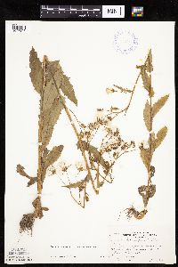 Erechtites hieraciifolius image