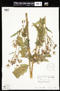 Erechtites hieraciifolius image