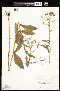 Erechtites hieraciifolius image