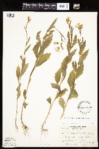 Erechtites hieraciifolius image