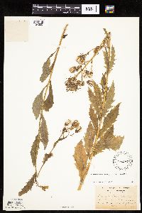 Erechtites hieraciifolius image