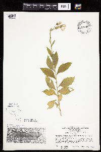 Erechtites hieraciifolius image