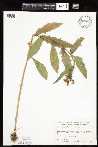 Erechtites hieraciifolius image