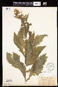 Erechtites hieraciifolius image