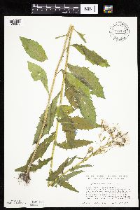Erechtites hieraciifolius image