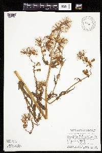 Erechtites hieraciifolius image