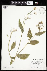 Erechtites hieraciifolius image