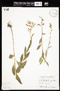 Erechtites hieraciifolius image