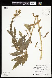 Erechtites hieraciifolius image