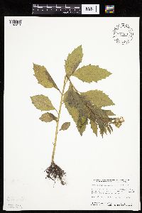 Erechtites hieraciifolius image