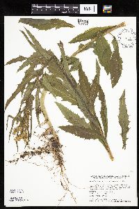 Erechtites hieraciifolius image