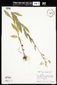 Erechtites hieraciifolius image