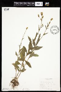 Erechtites hieraciifolius image